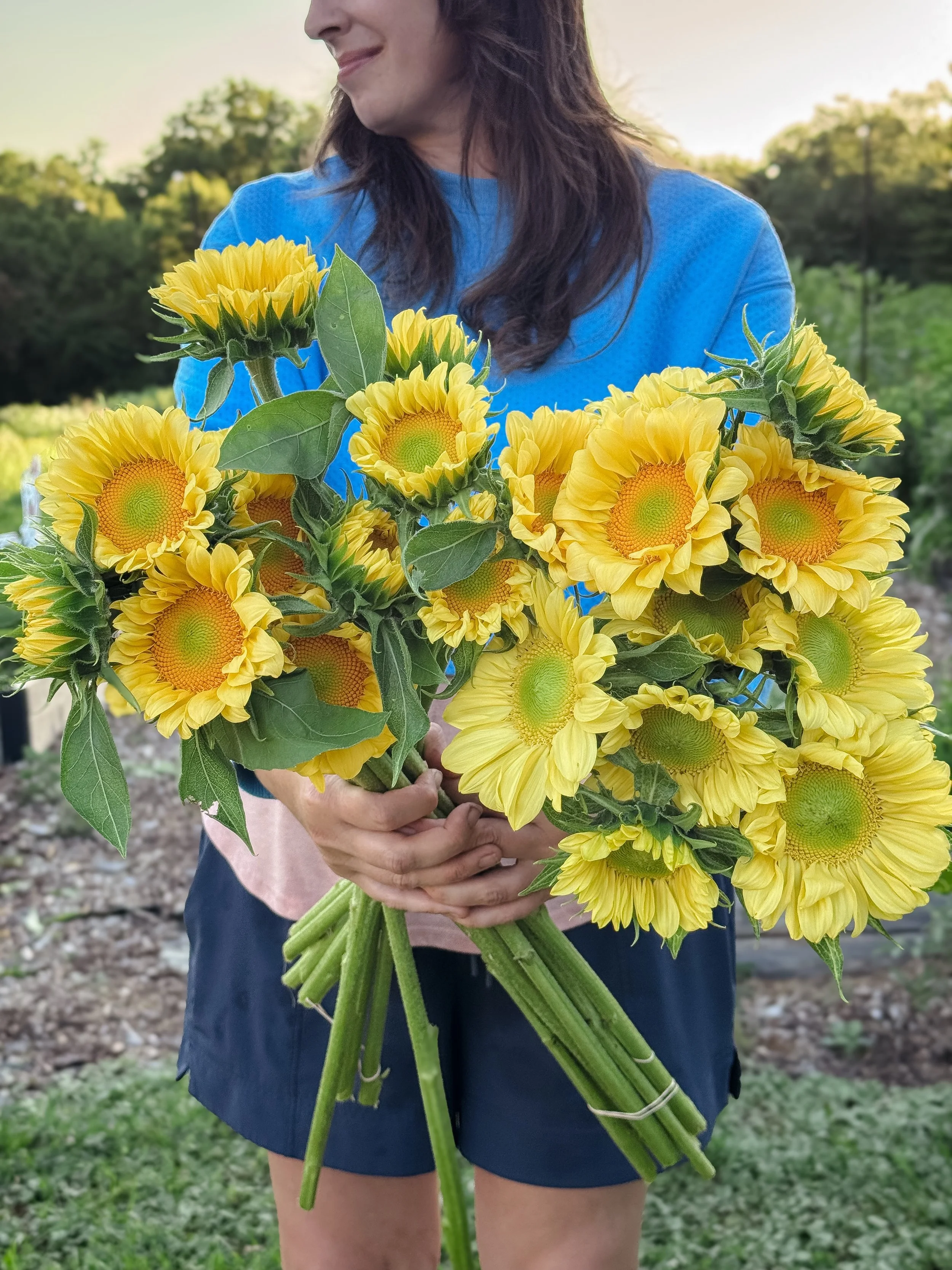 New sunflower alert! These make me want a bowl of ice cream! Every week during the growing season we plant about 1,000 sunflowers in about 10 different varieties that we change throughout the season. We love to plant the lighter colored varieties ear