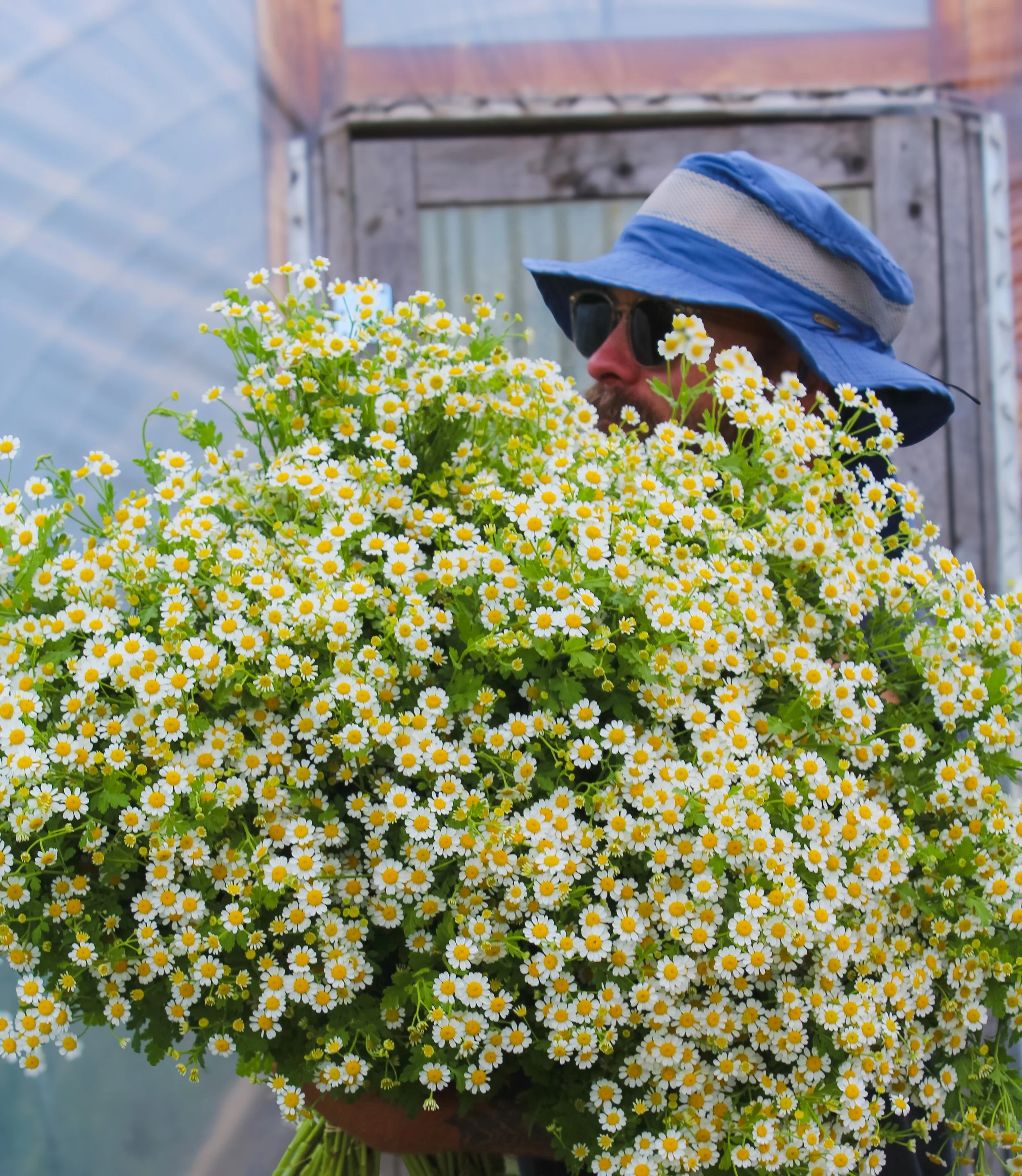 I&rsquo;m not exaggerating when I say we cut 6 hours worth of these fluffy feverfew clouds this week! These airy little daisy blooms are perfect on their own, and also add that extra touch of ✨sweetness✨ to mixed bouquets!  They are the perfect pairi