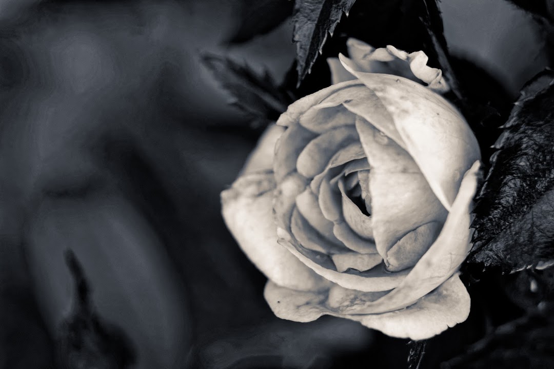 SE1A8766_Edited_bw_2.jpg