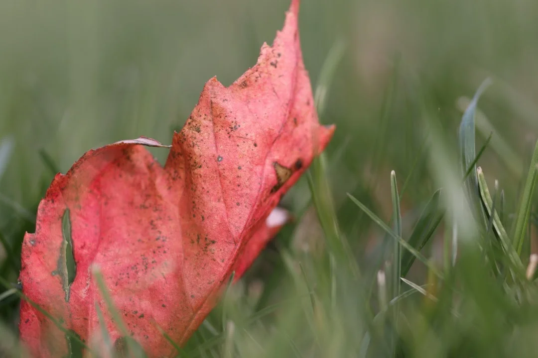 SE1A9957.CR2.jpg
