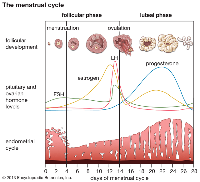 Learn about Menstrual Cycle and PMS — Mountains of Sleep - Infant