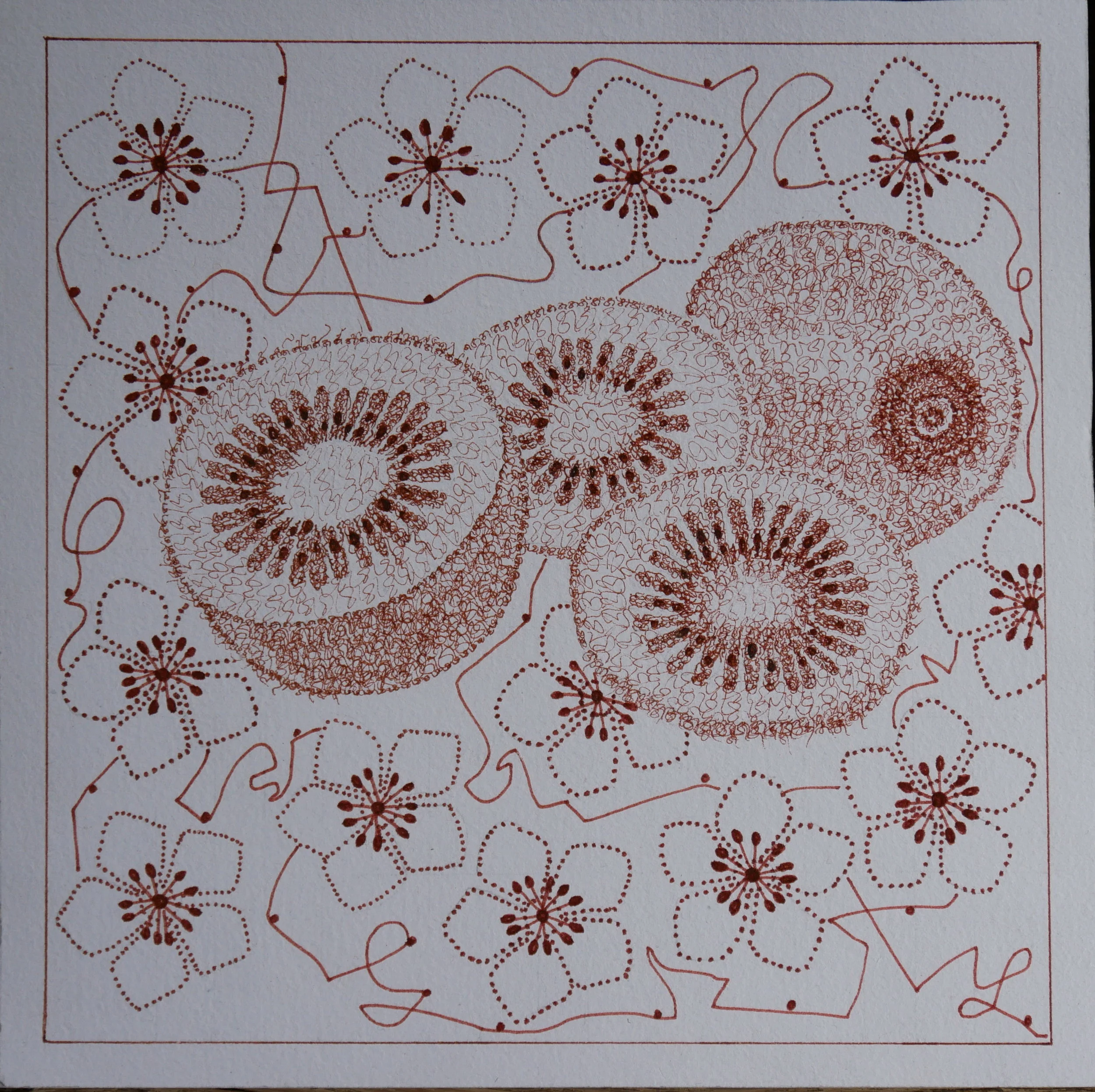  Kiwi, ink on paper 20x20cm, 8x8 inches. 