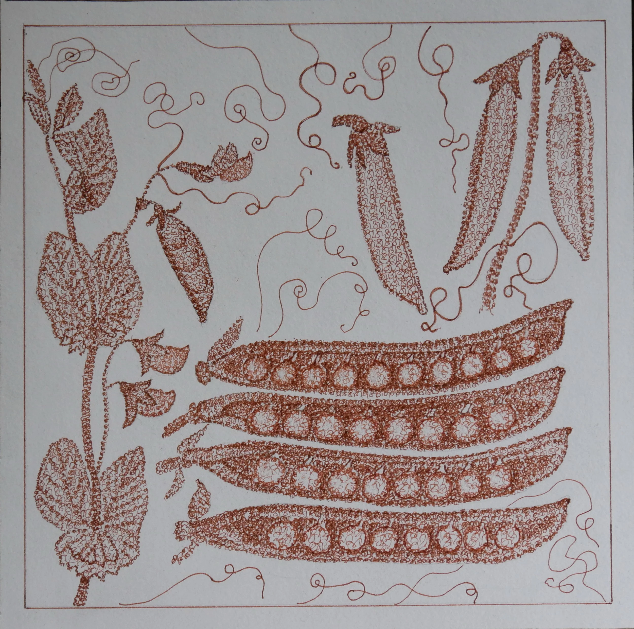  Peas, ink on paper 20x20cm, 8x8 inches. (priv. coll.) 