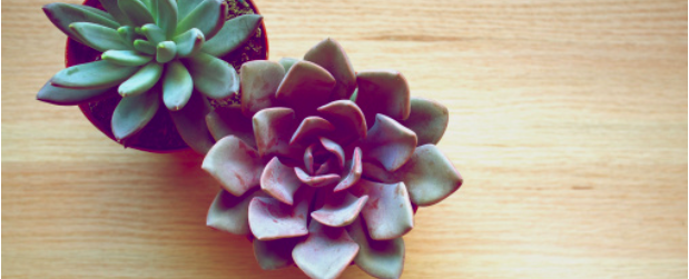 Solar Powered DIY Plant Water Feeder