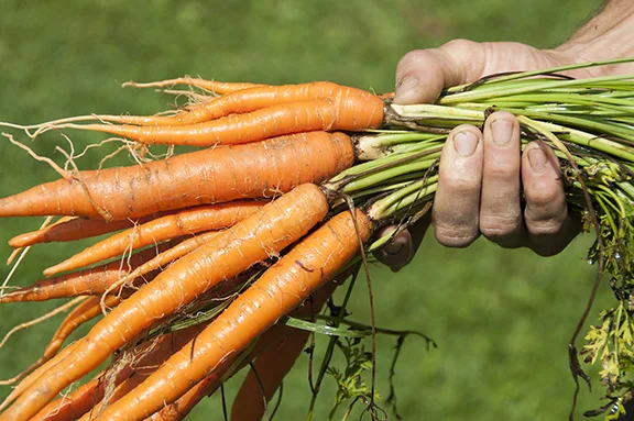 ©SarahJonesPhotography_Carrots_orange.jpg
