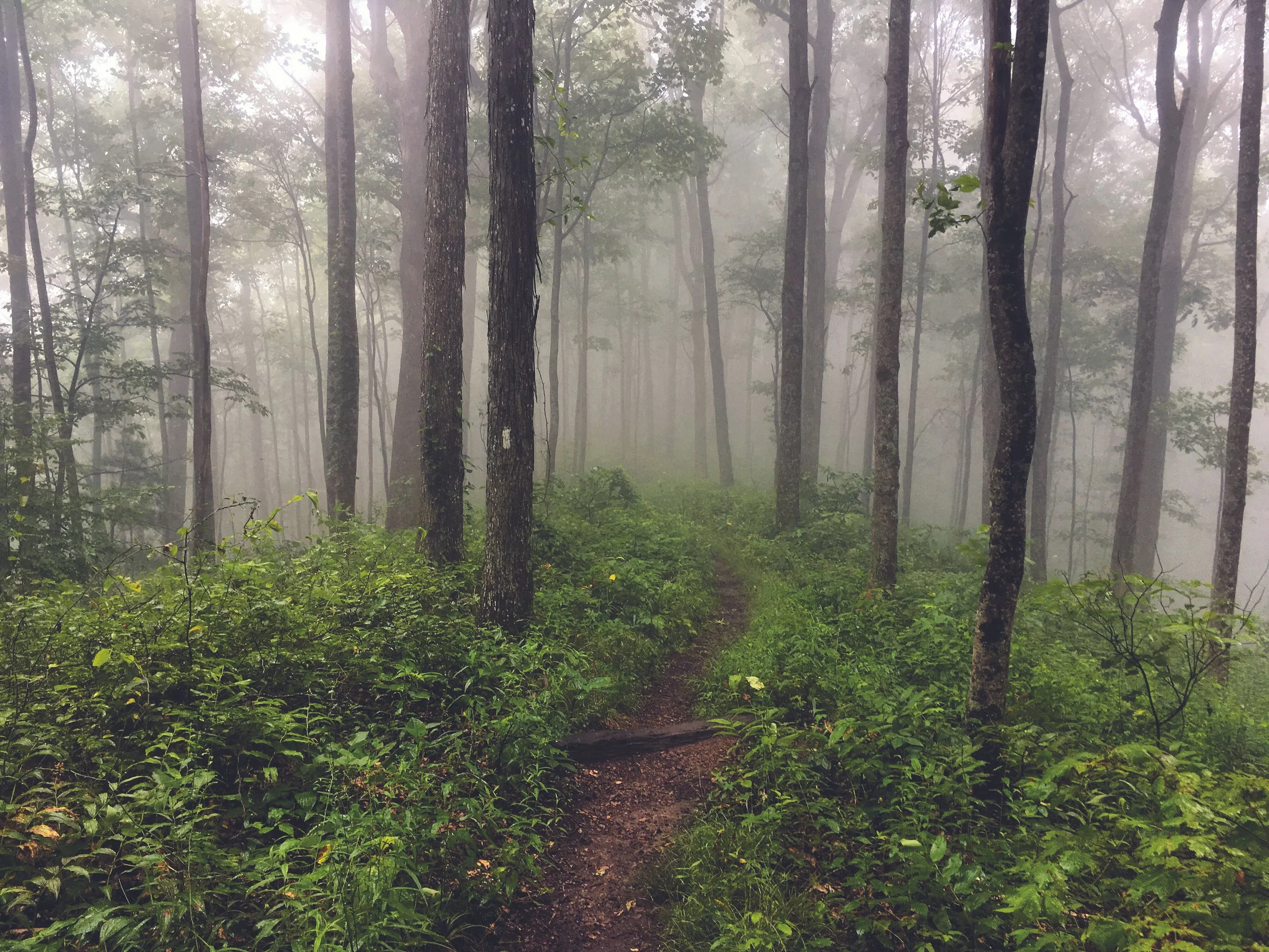 Spring Mountain NC/TN line