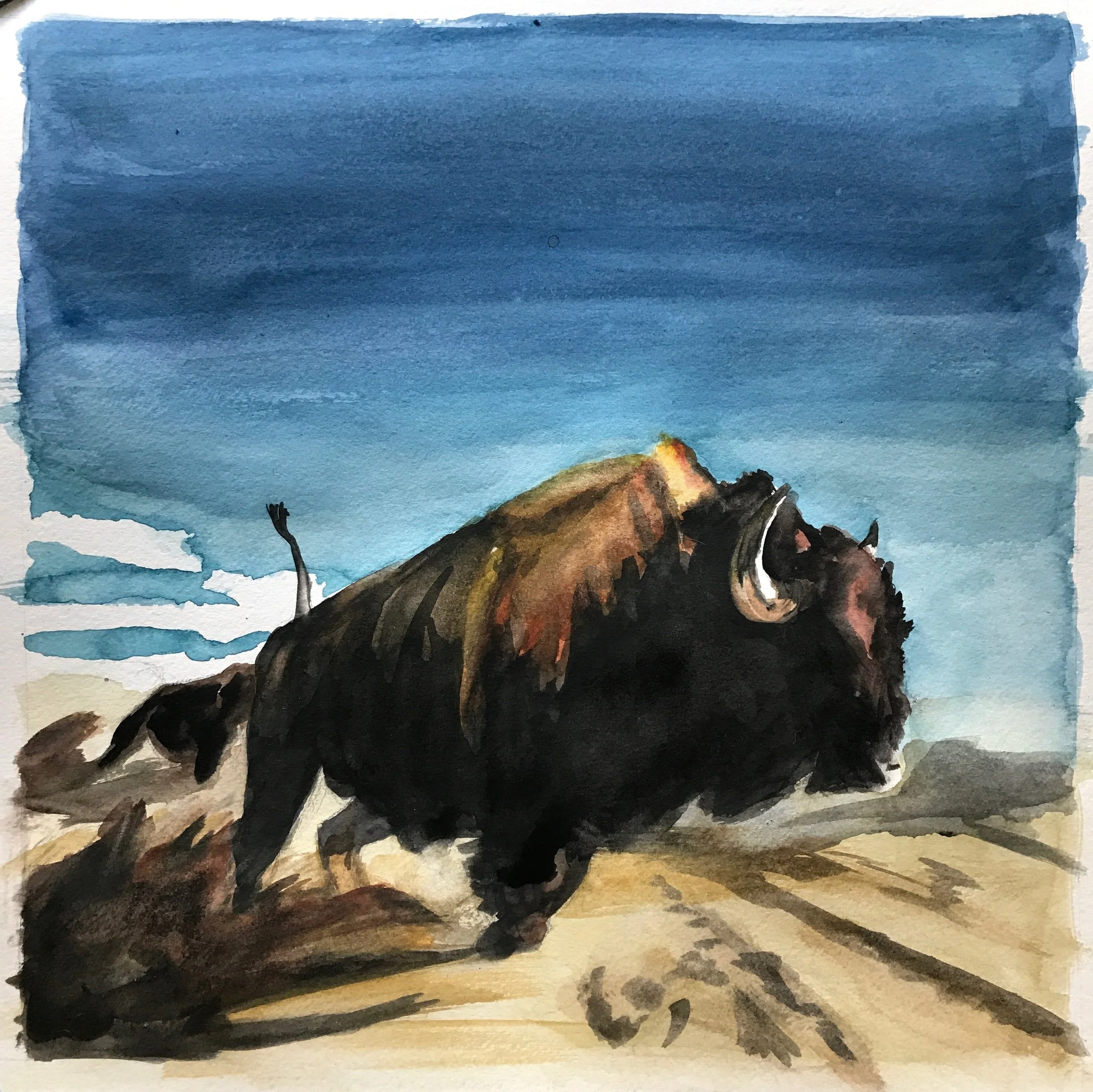 Buffalo Blue Sky