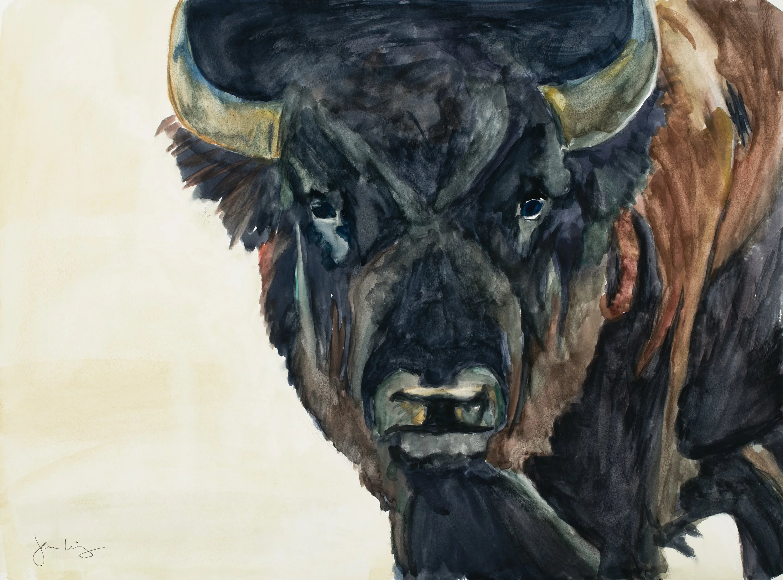 Bull Buffalo