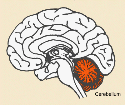 cerebellum.gif