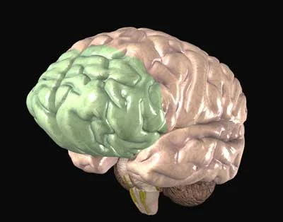 Prefrontal Cortex