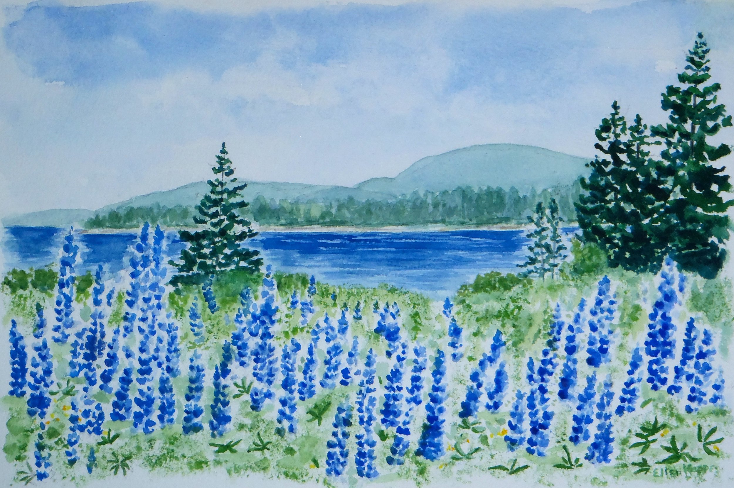   Lupines Just Before , watercolor 