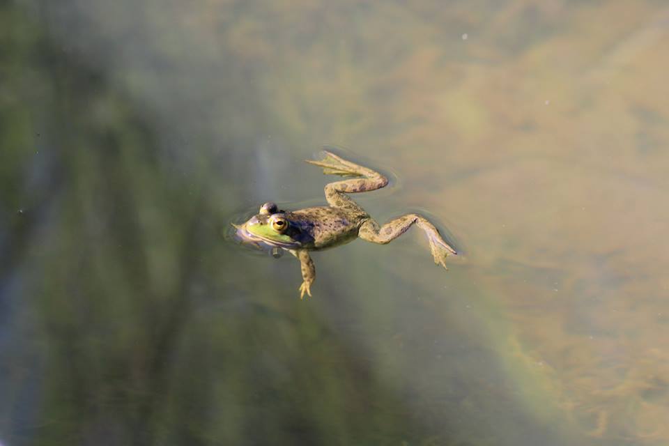 Green Frog at Great Meadow - 2014.jpg