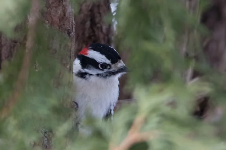 Weekly Birding Tour