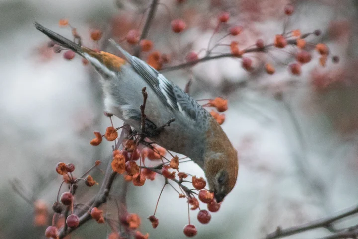 Weekly Birding Tour
