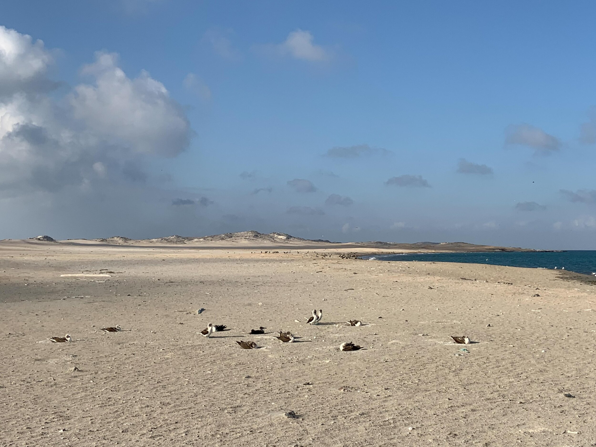 Peruvian Boobies nesting on Isla Lobos de Tierra 