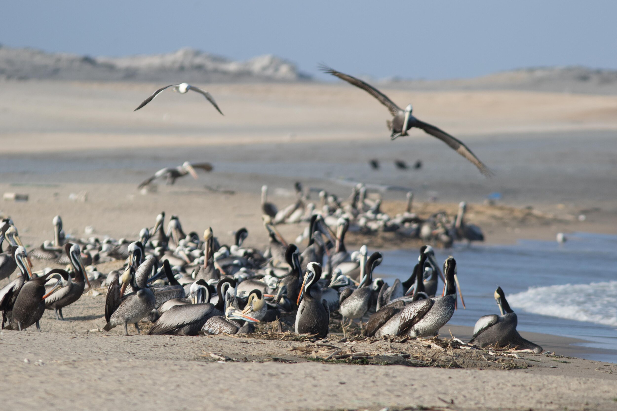 Peruvian Pelican colony