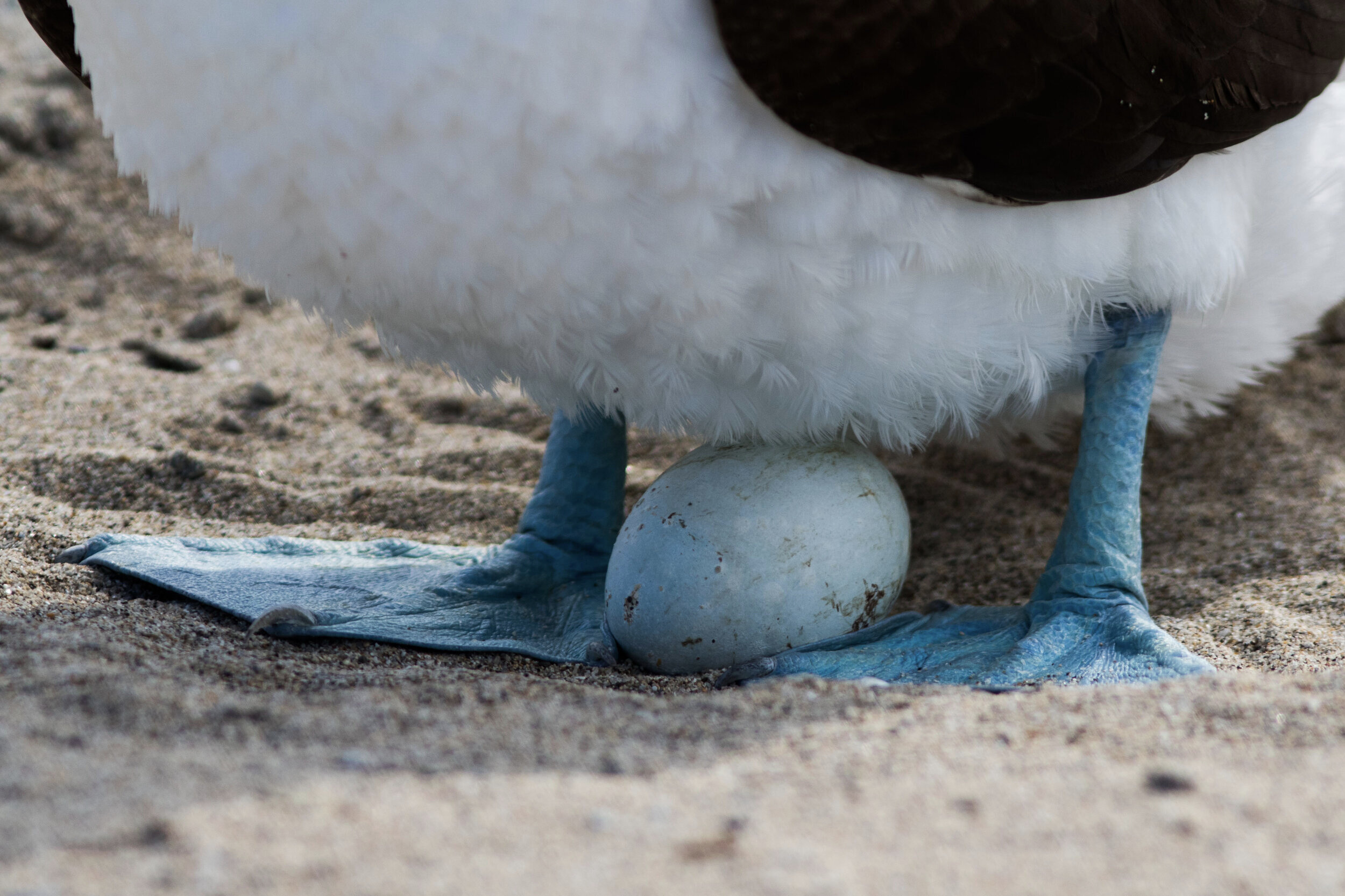 Blue-footed Booby