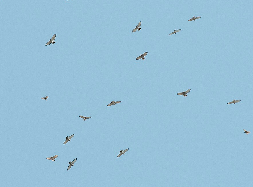 The Broad-wings are coming! The Broad-wings are coming!