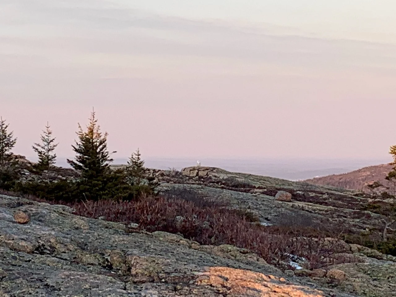 Weekly Birding Tour up Cadillac Mountain