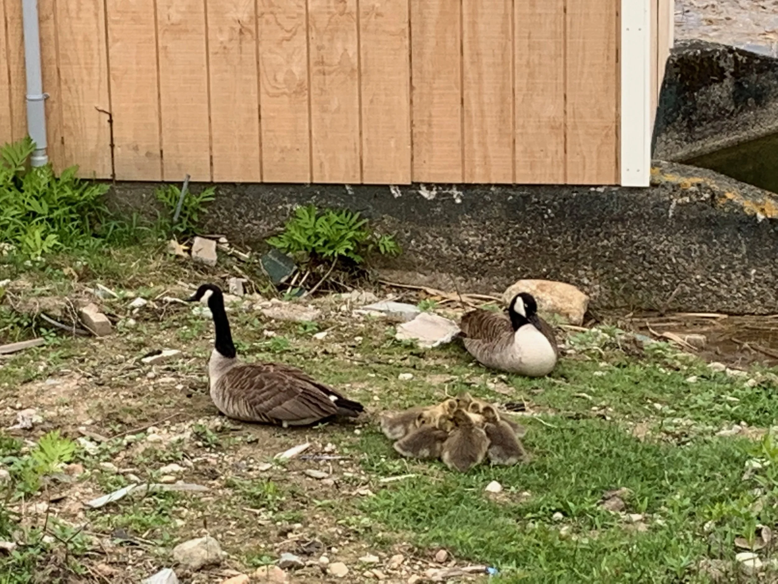Weekly Birding Tour - Sieur de Monts Spring