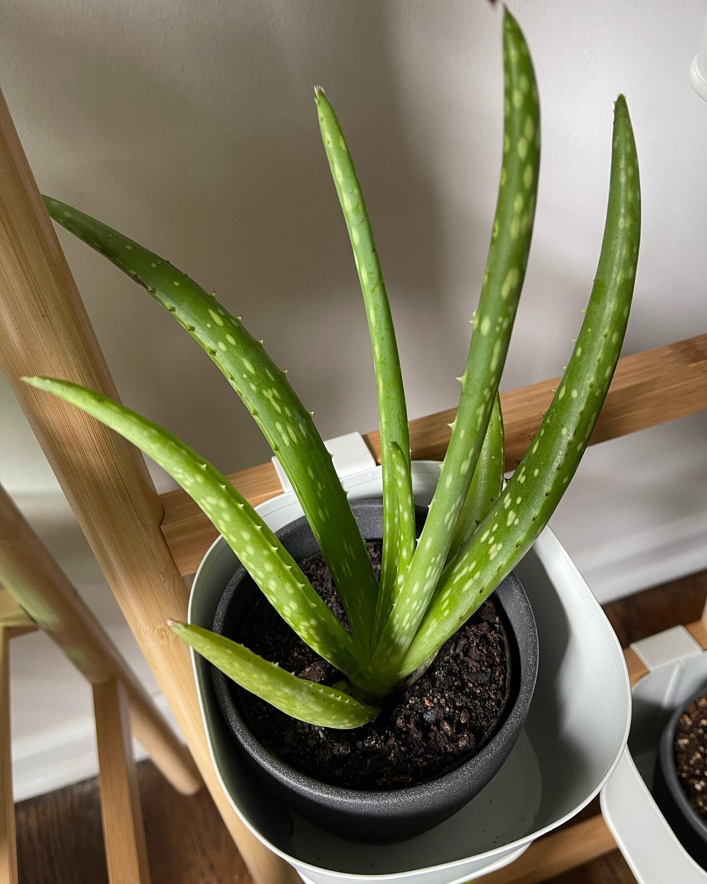 Aloe Vera!!!!! Good for my skin when it dies!