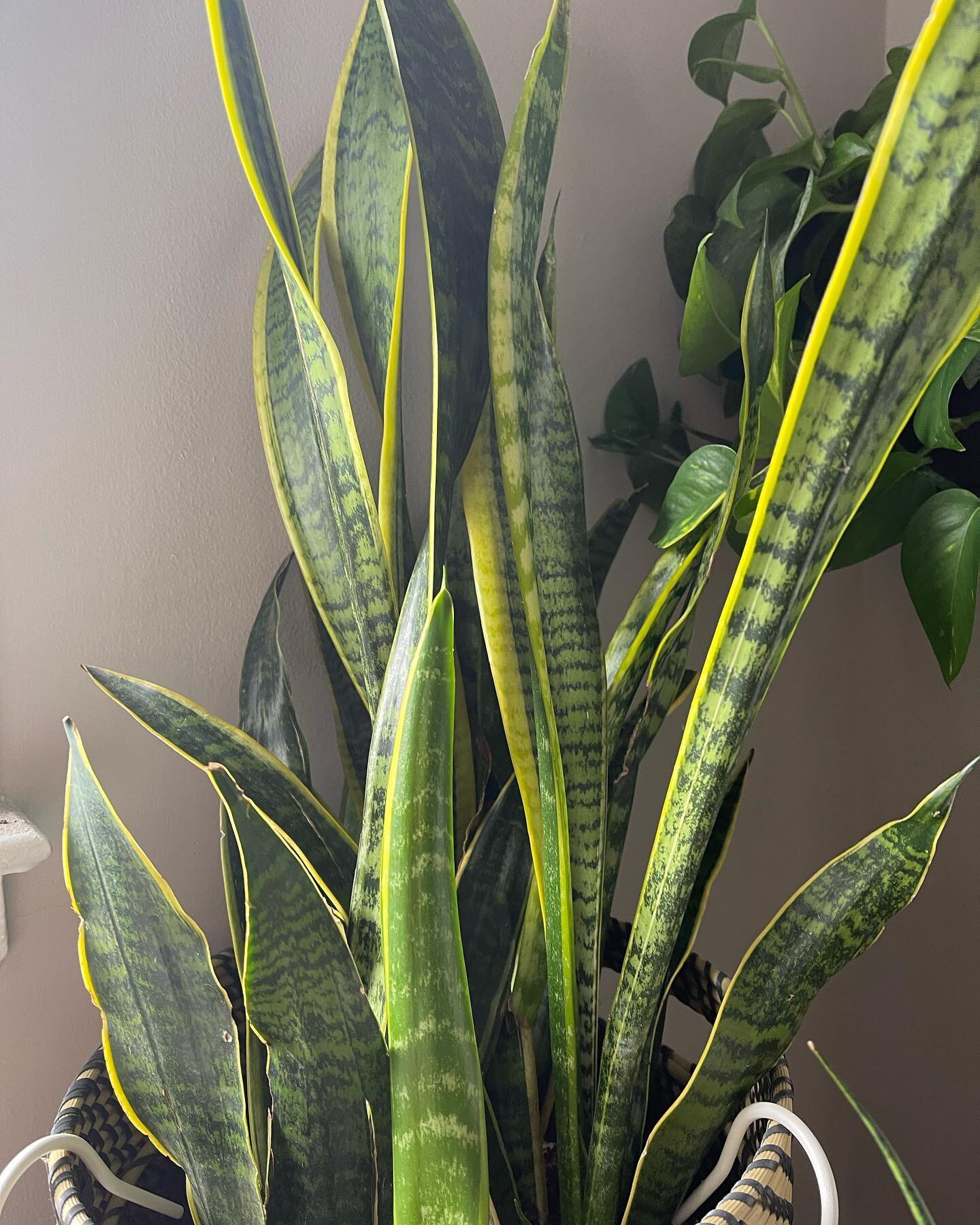 This might be the real snake plant!!!!!!!!!!!!
