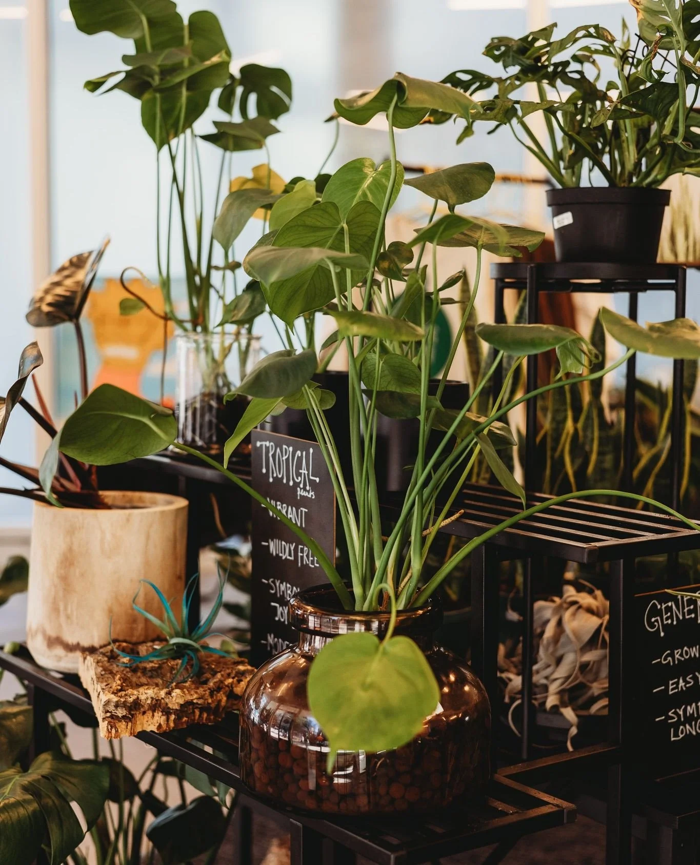 A new cubicle buddy is waiting for you at Rooting For You! Quiet, cute, and always up for photosynthesis 🌱