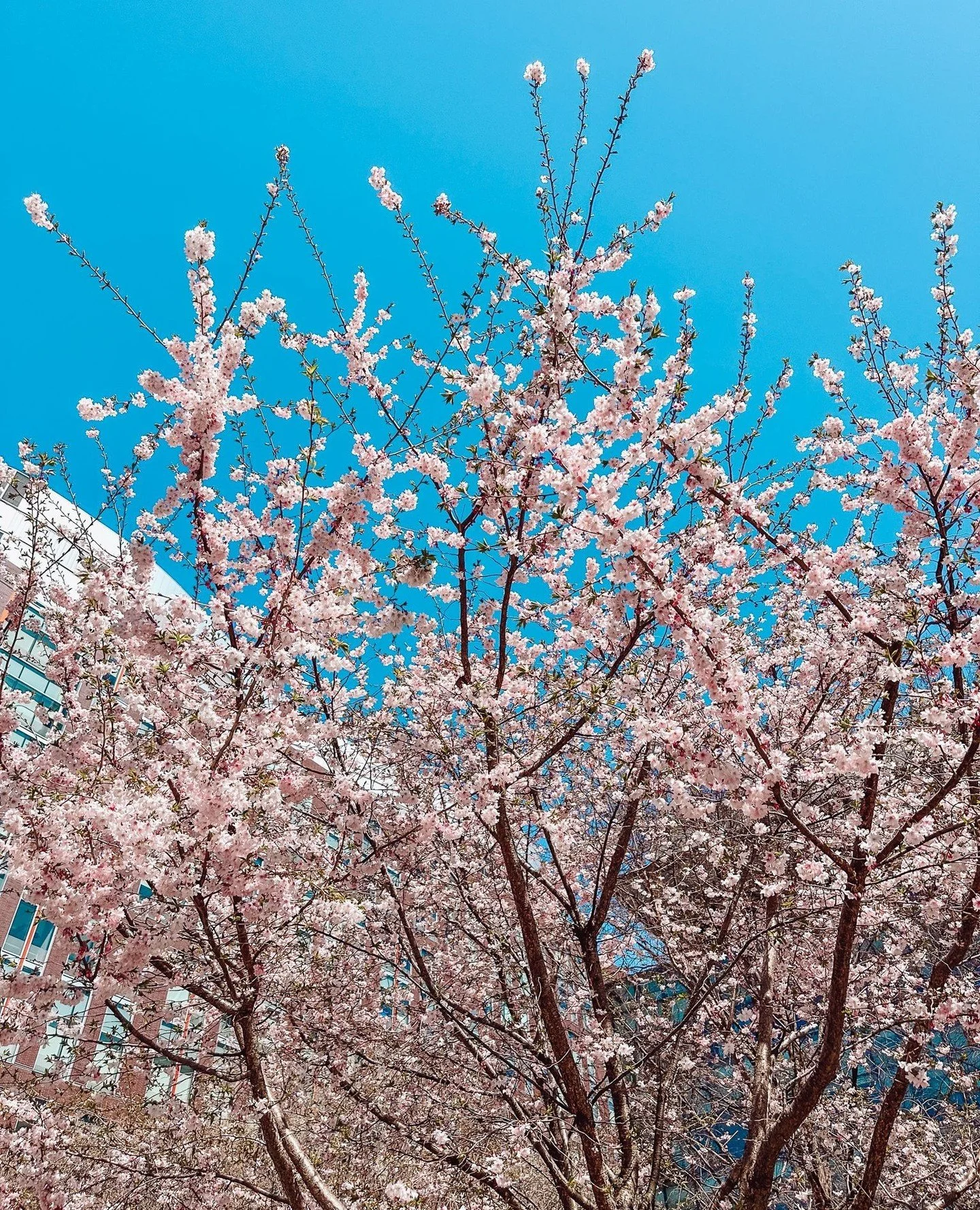 We're blooming. 🌸⁠
⁠
Spring is really doing its thing in Termeer Square right now. If you've been heads-down all week, step outside, even if it is just for five minutes. CDK will remind you what season it is.⁠
⁠
#canaldistrictkendall #kendallsquare 