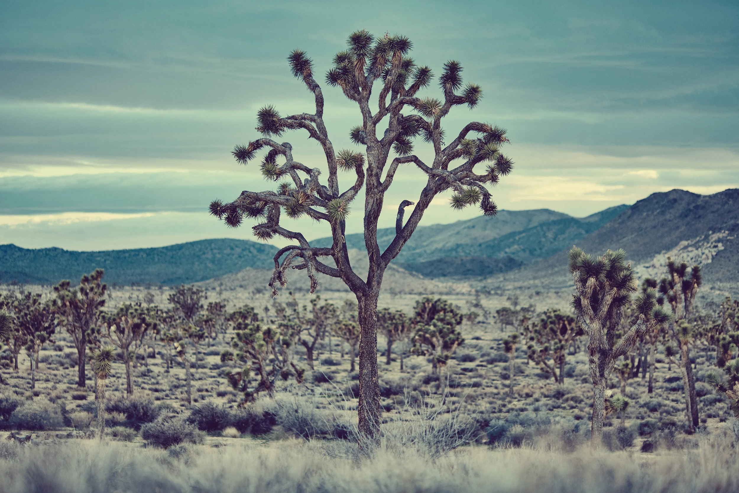 Mojave_Sample.jpg
