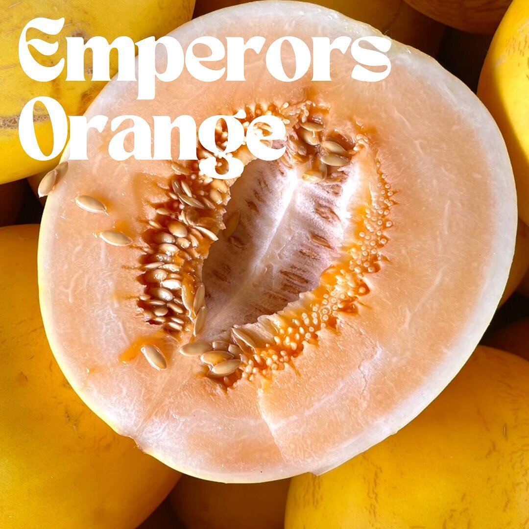 Introducing our new variety Emperors Gold - a melon like no other, with an impressive 18.8 Brix sugar level that sets it apart from the rest! While its color may not be as vibrant, its taste is a symphony of sweetness and smoothness. 🧡🌟