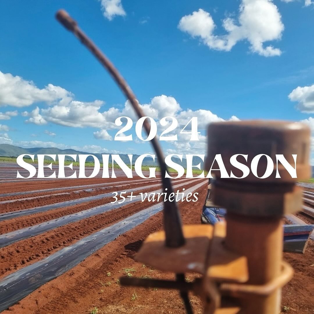 Seeding season is here 🌱 
This year, we&rsquo;re seeding 35+ varieties to look for new textures, flavours and colours ! Now onto larger trials in our commercial fields of the most promising varieties. Let the growth begin! 💫