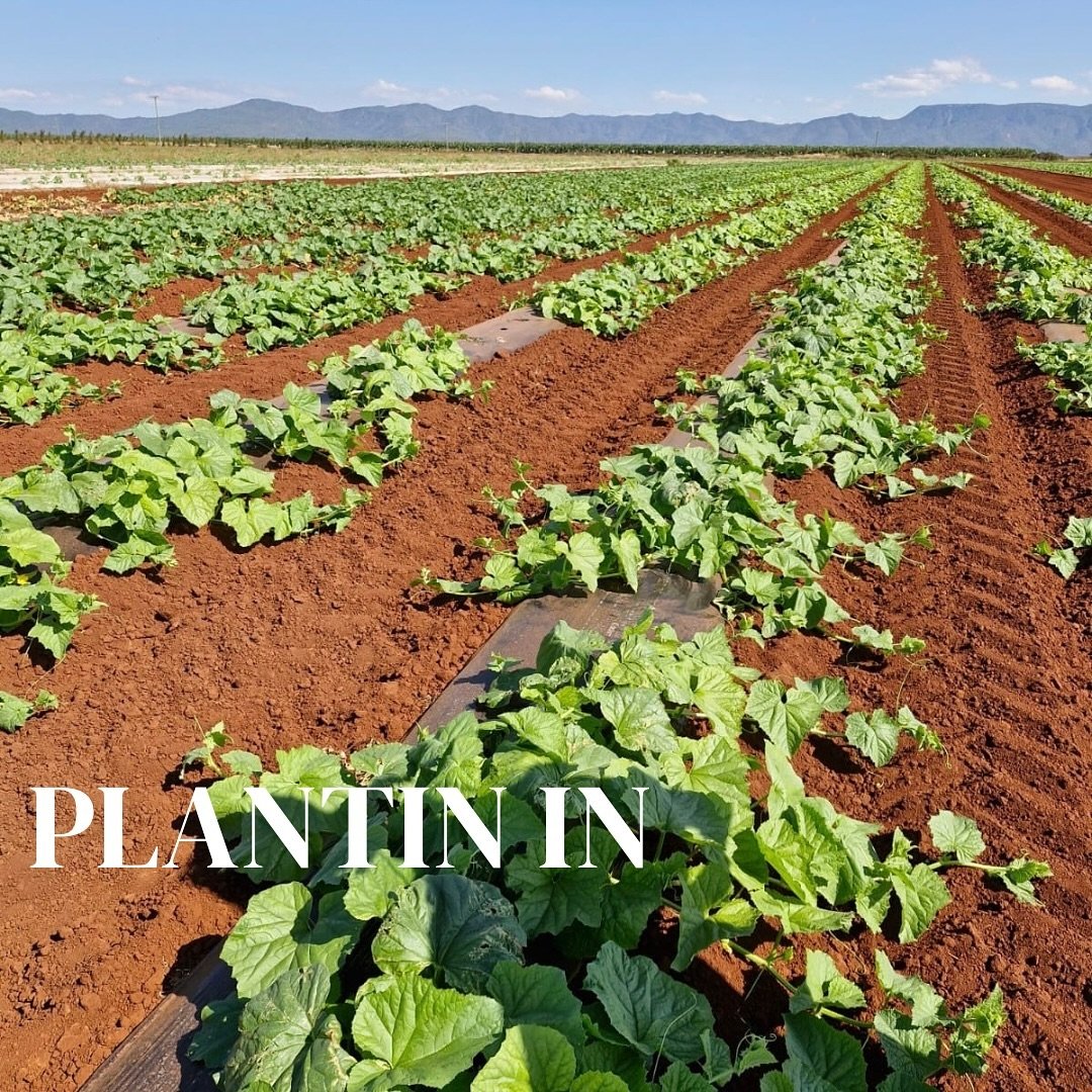 We have plantings in from just emerging to harvest with some great fruit quality that&rsquo;s both sweet and full of flavour ! 🌱🍈