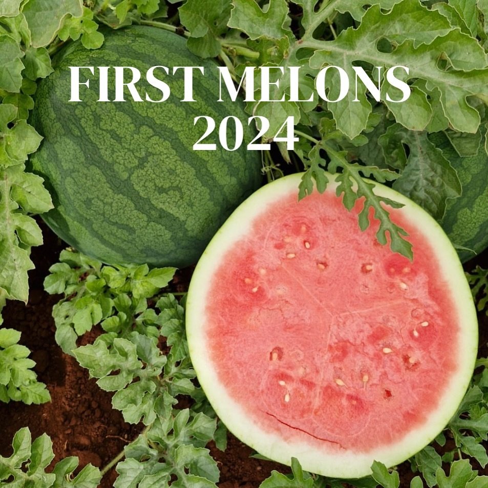 First pick beautifully crisp sweet melons 🍉✨