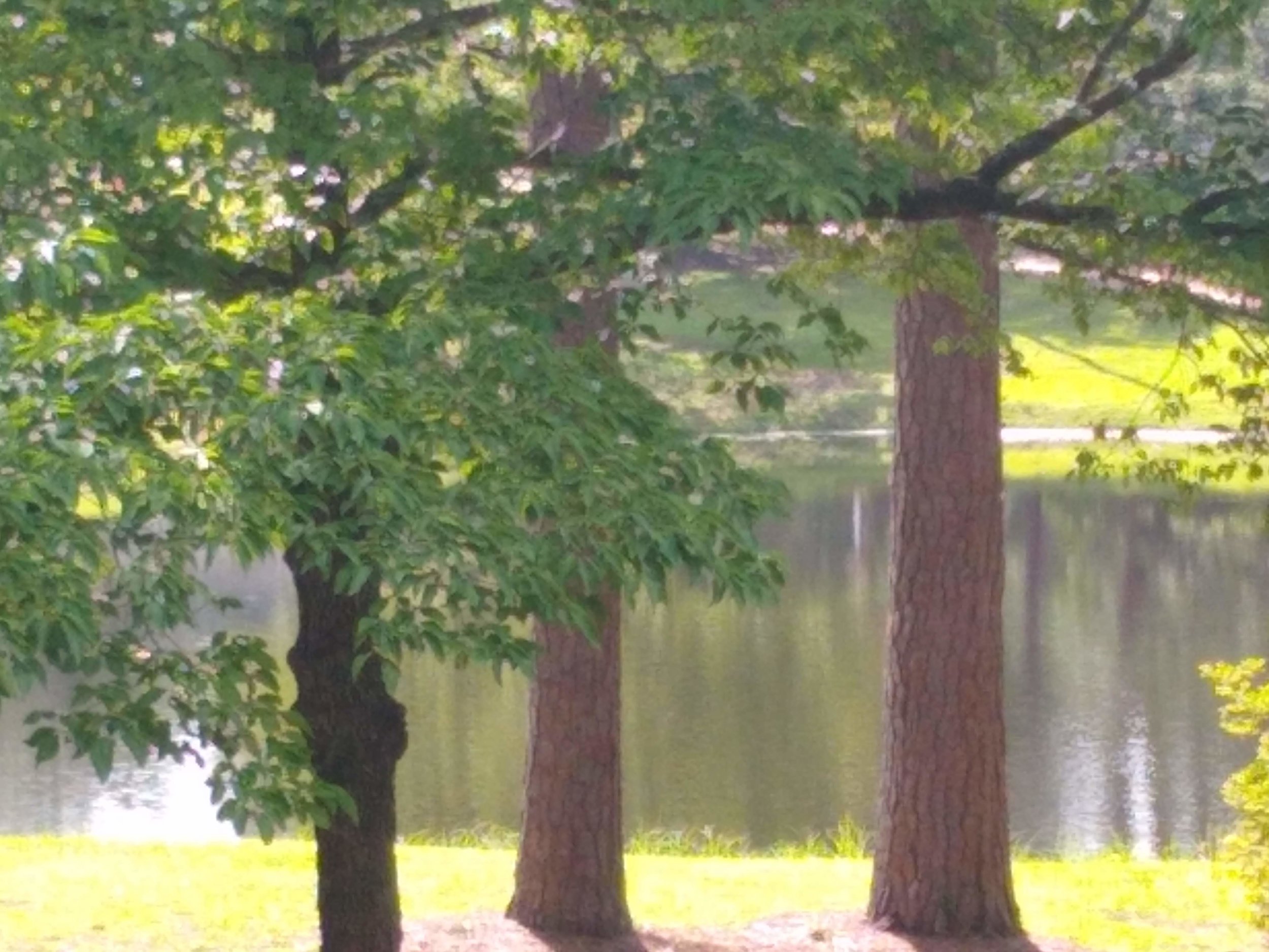 pond-2.jpg