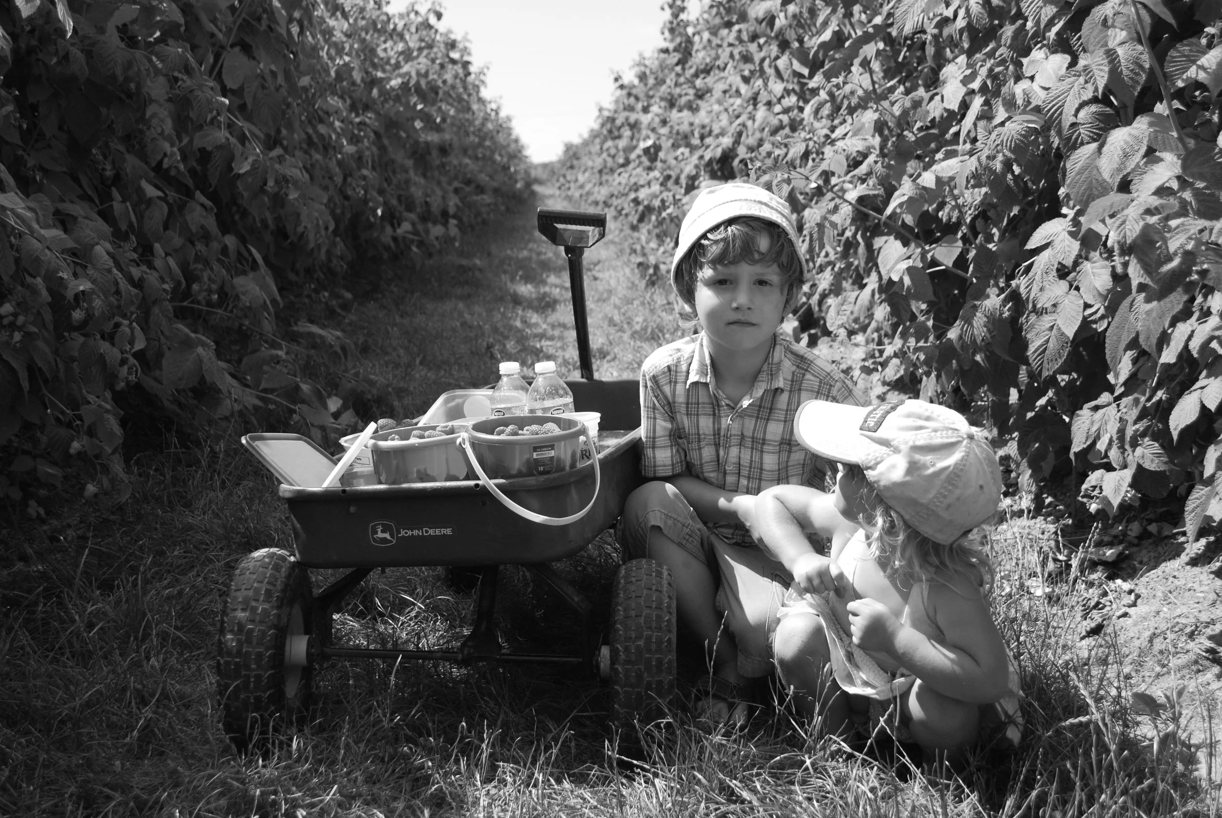 raspberry picking