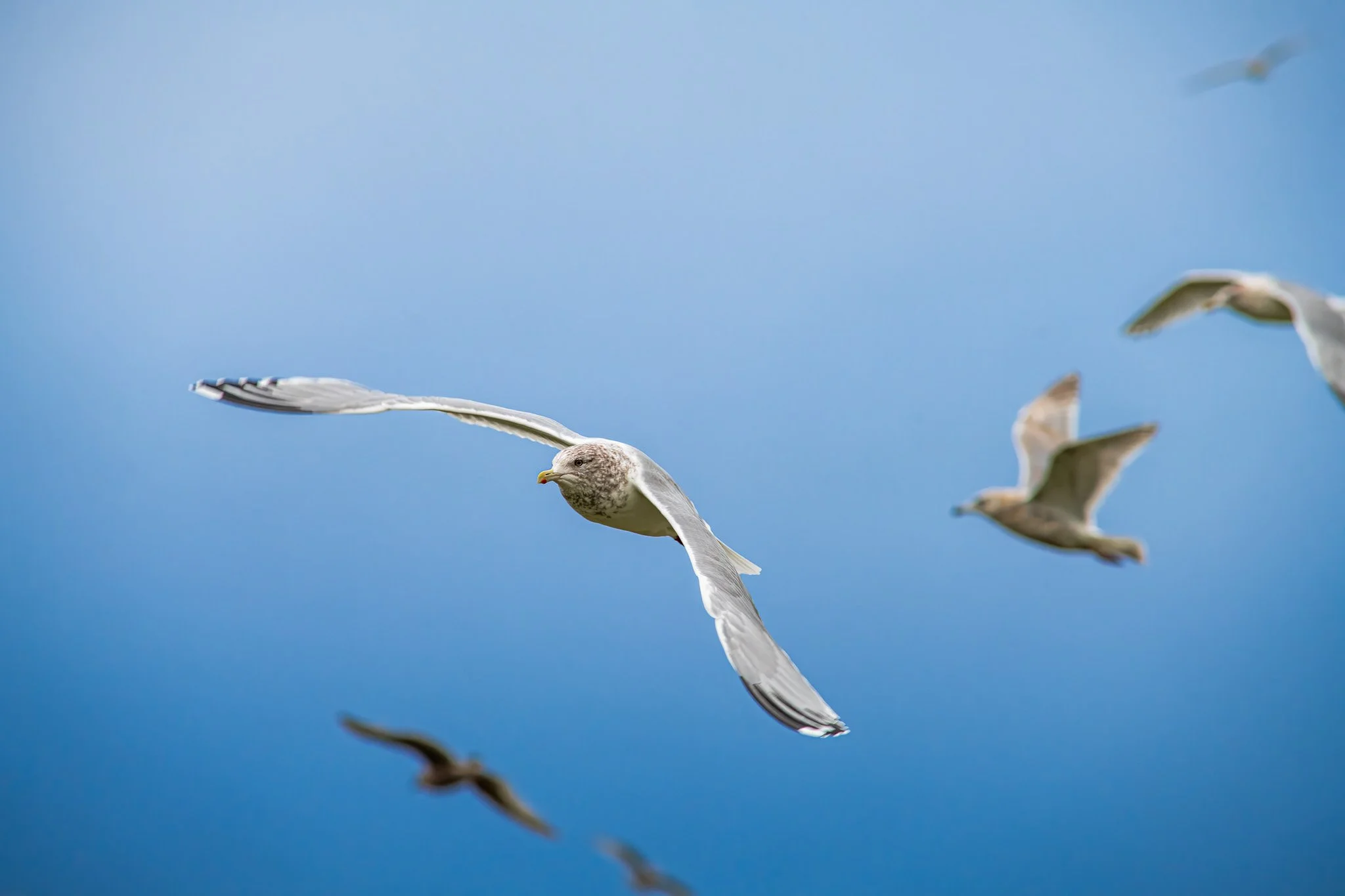 Seagulls Parksville January 25th, 2024.jpg