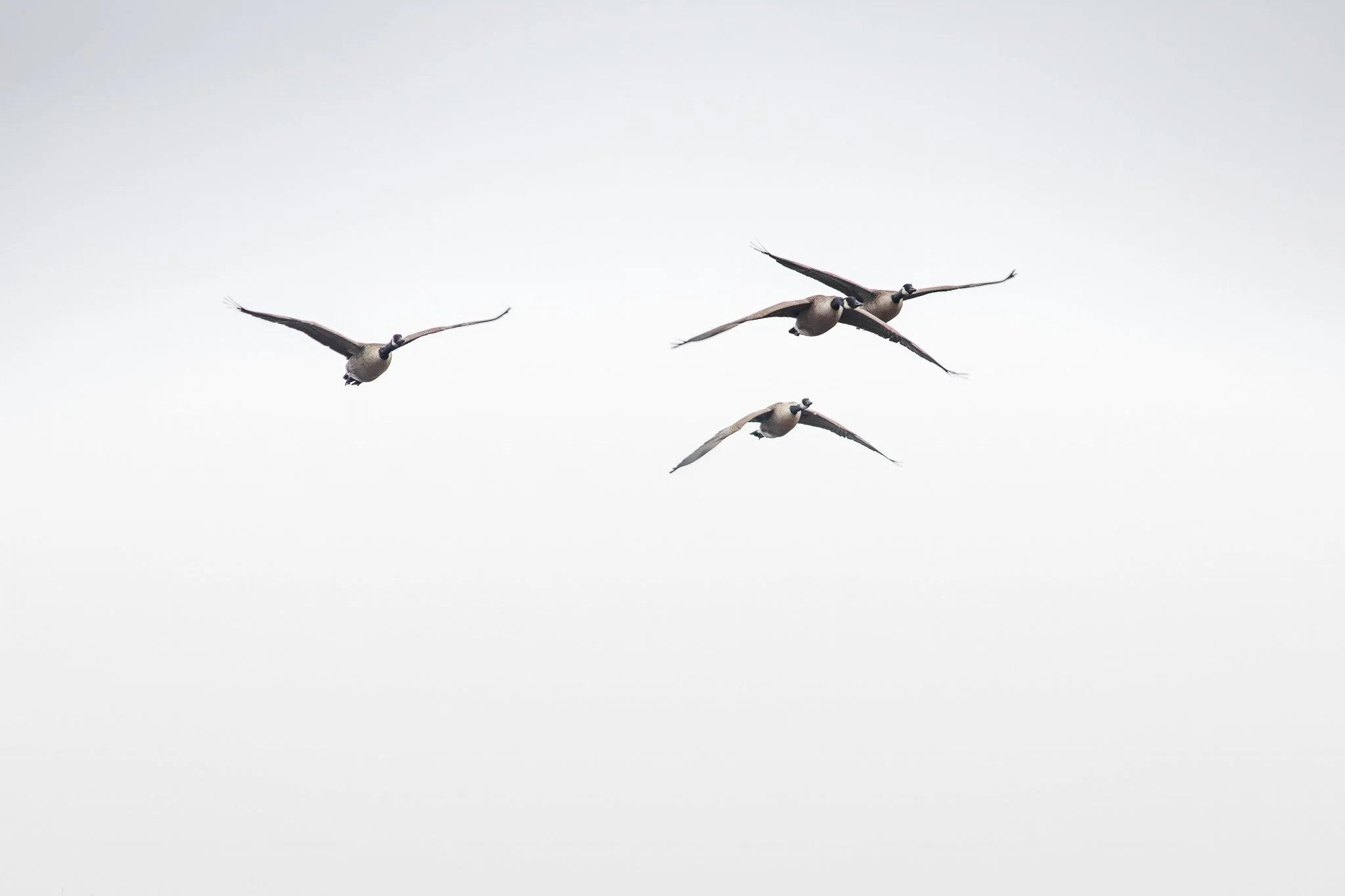 Canada Geese 2024_01_26-10.jpg