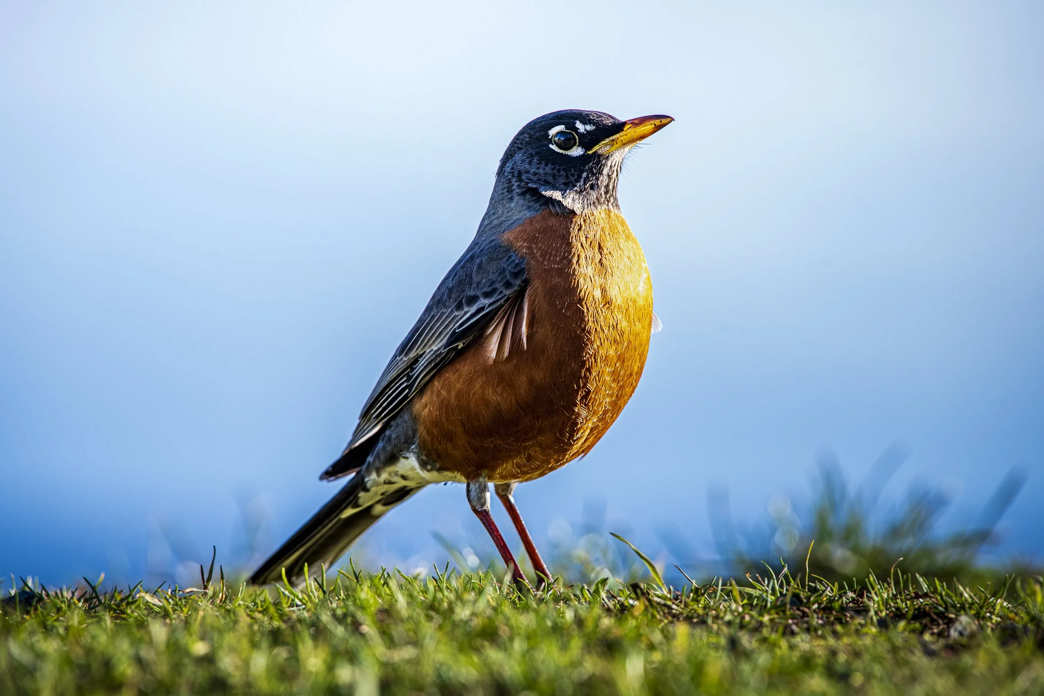 American Robbin 2024_02_08-2.jpg
