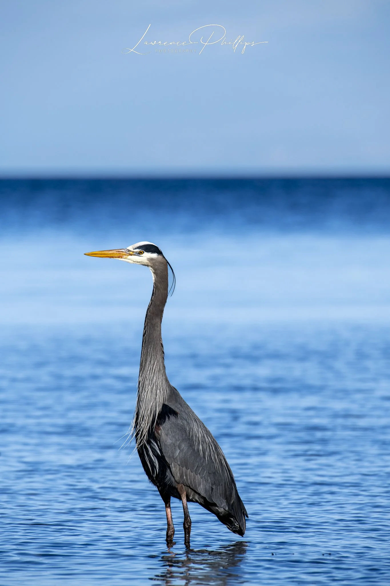 Great Blue Heron, Neck Point Park