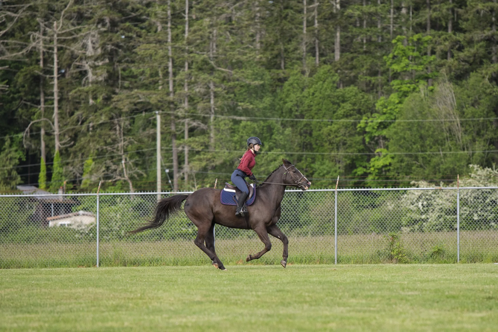 Saanich Show in the Sun May 2026 Small-18.jpg