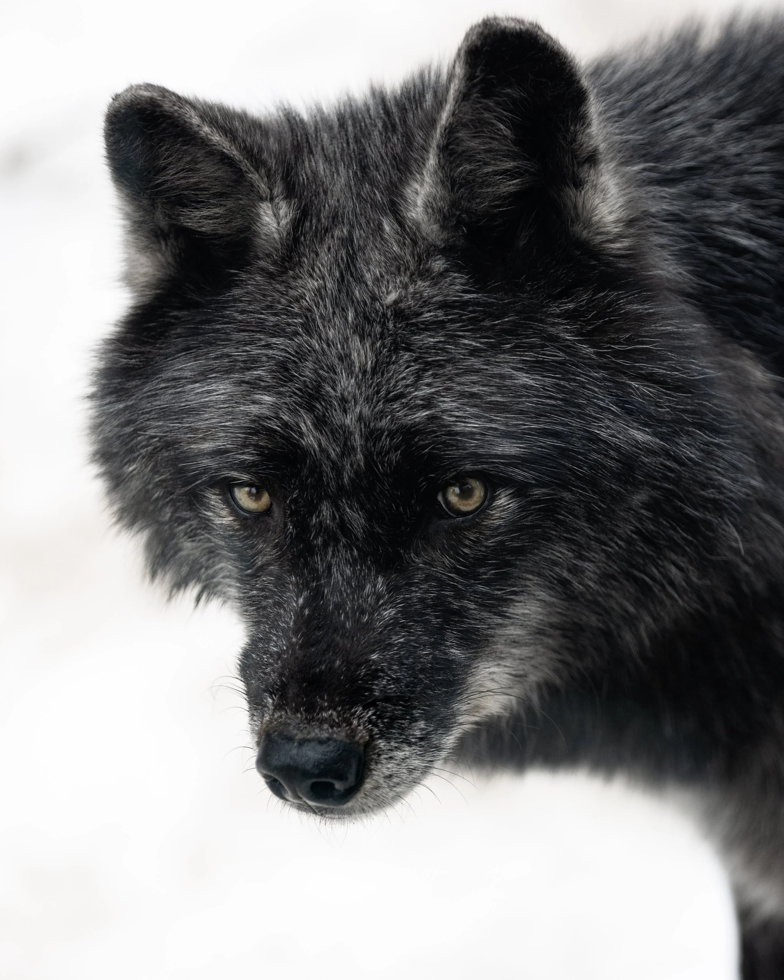 Haliburton Wolves-4.jpg