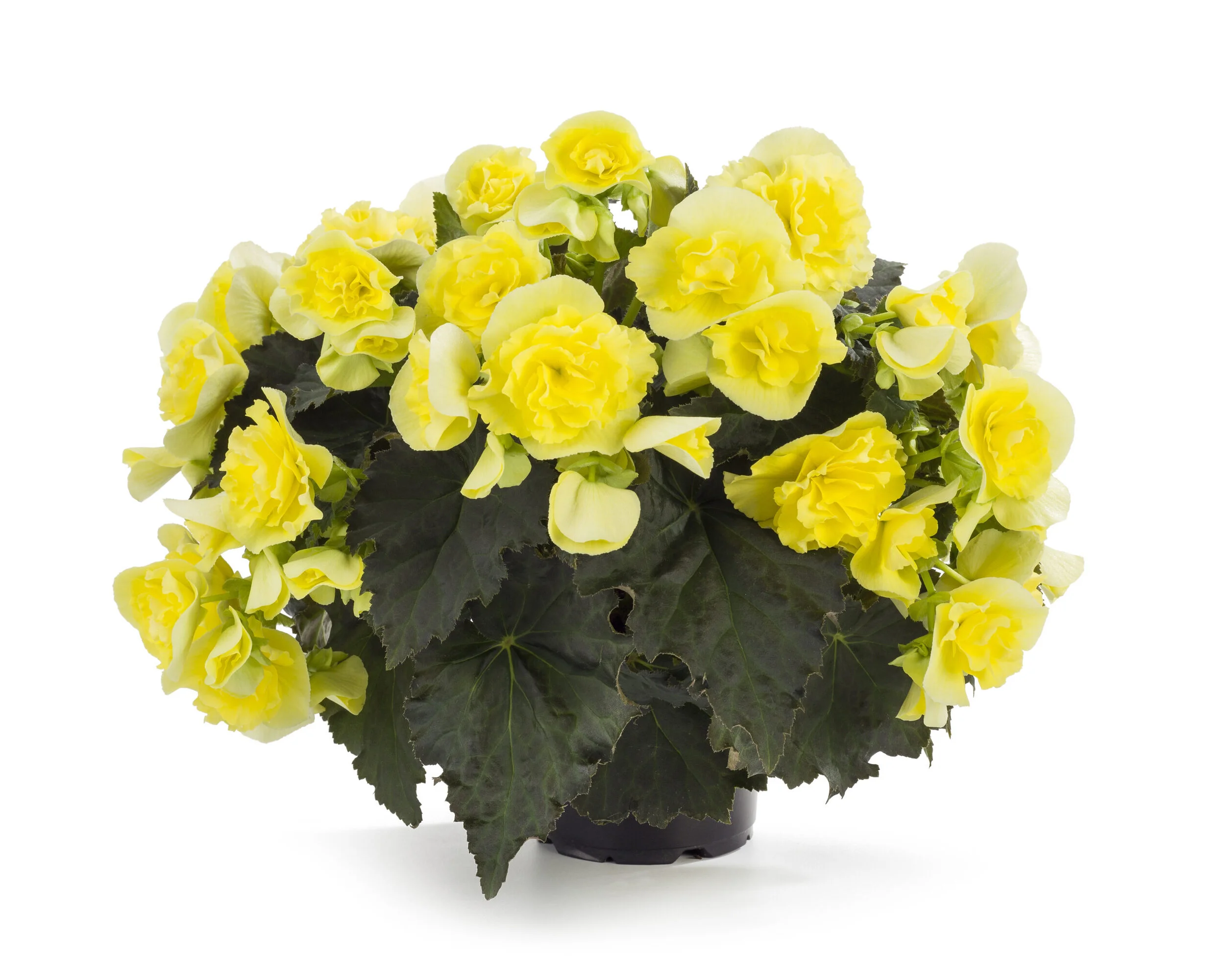 Begonia_SoleniaYellow-scaled.jpg