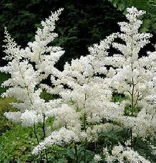 astilbe_bridalveil.jpg