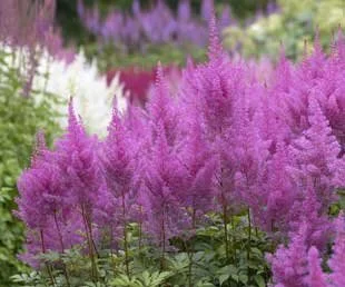 astilbe_amethyst.jpg