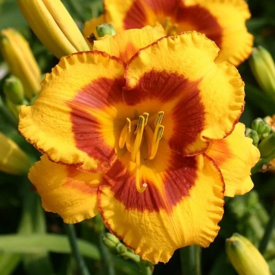hemerocallis_fooledme.jpg