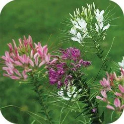 cleome.jpg