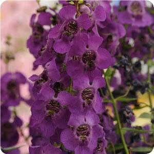 angelonia_archangeldarkpurple.jpg