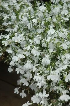 lobelia_technoheatuprightwhite.jpg