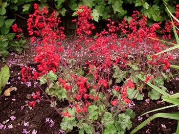 heuchera_rubybells.jpg
