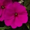 sunpatiens_compactpurple-1-100x100.jpg